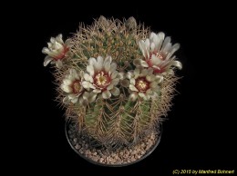 Gymnocalycium pugionacanthum 334